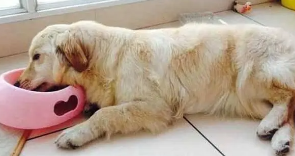 狗狗拉稀吐白沫怎么回事