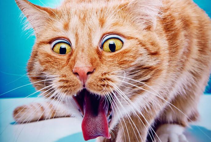猫吐了白色黏液或泡沫 猫吐了白色黏液或泡沫