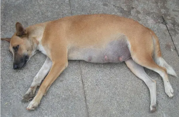 狗狗腹部两侧肿大怎么回事