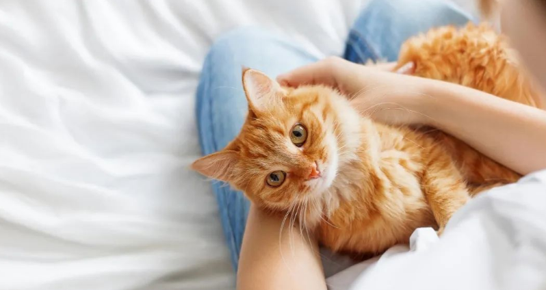 pidan客户是谁?猫or猫奴?客户为什么需要pidan? pidan客户是谁?猫or猫奴?客户为什么需要pidan?