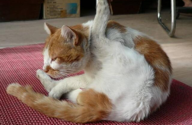 猫咪68天还没生可以打催产针吗