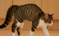 猫把背拱起来是什么意思