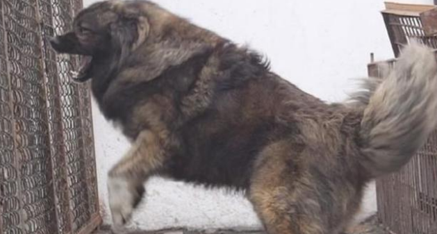 高加索犬适合什么人养