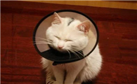 猫爪子上有猫藓怎么办啊