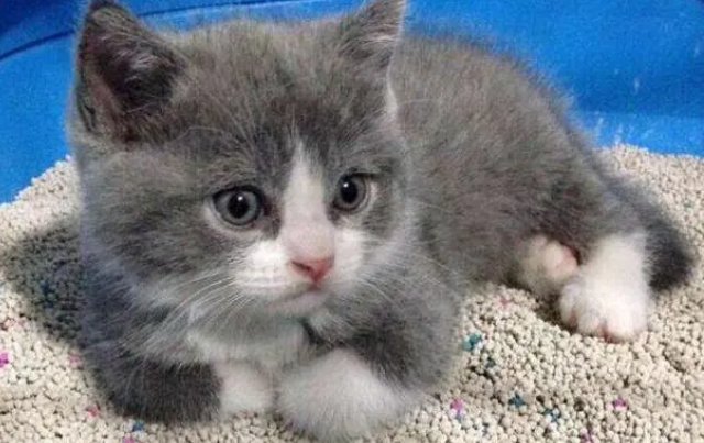 猫不吃东西是什么原因 猫不吃东西是什么原因