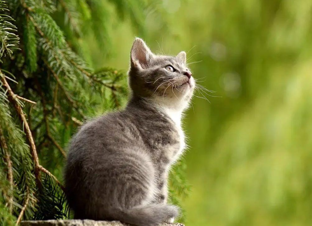 三个月的猫咪蛋蛋明显吗
