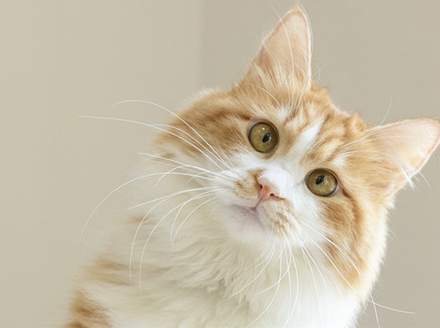 猫身上粘上老鼠胶怎样去除