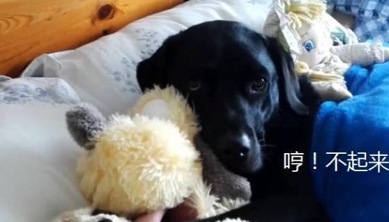 拉布拉多每天早睡早起，有“新宠”后却变了，主人也笑翻了
