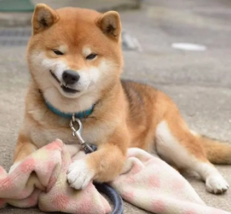 狗狗能不能吃哈密瓜？为什么