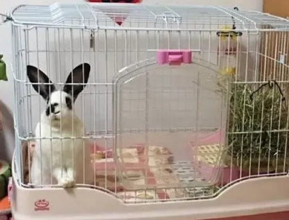 达洋兔笼告诉你 哪一款才是兔兔的真爱