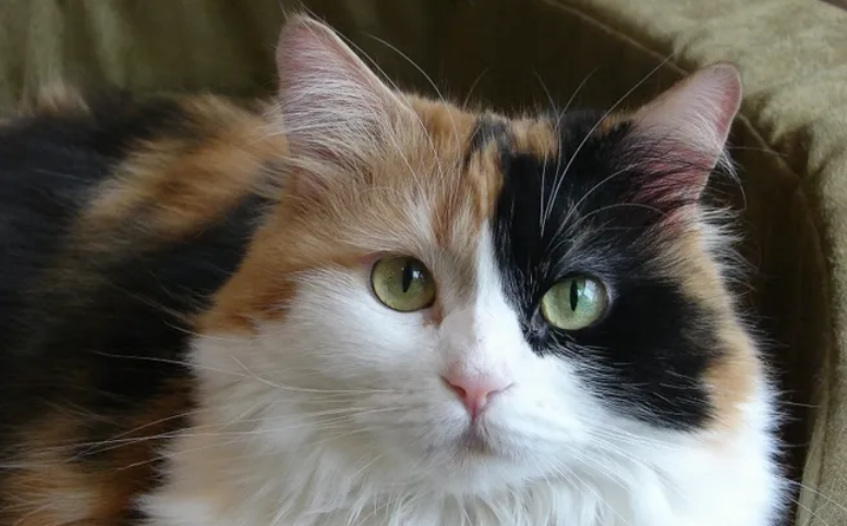猫咪尿液呈淡红色是什么原因 猫咪尿液呈淡红色是什么原因