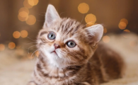 猫鼻子有浓