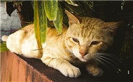 猫能吃葡萄吗为什么不能吃