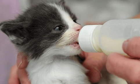 小奶猫能喝奶粉吗 小奶猫能喝奶粉吗