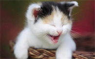 猫拉肚子吃什么药最好