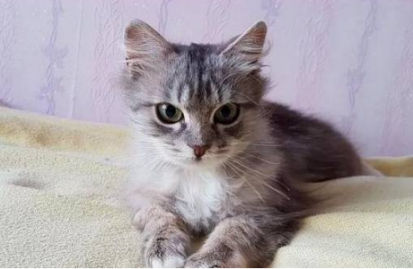 流浪猫蹲在公路旁,全身被冰渣子覆盖,来往司机却没有为它停下 流浪猫蹲在公路旁,全身被冰渣子覆盖,来往司机却没有为它停下