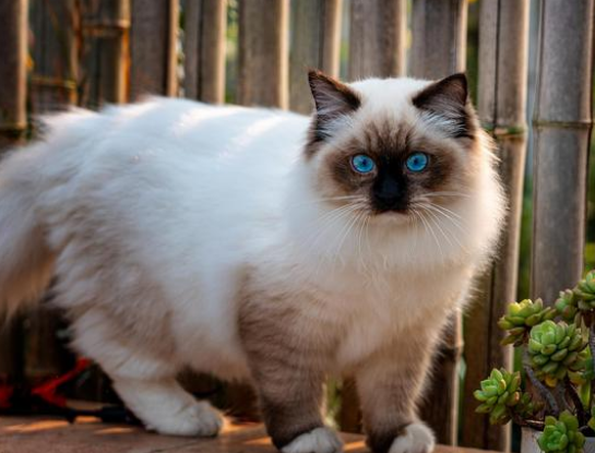 母猫闹猫去帮她缓解好吗 母猫闹猫去帮她缓解好吗