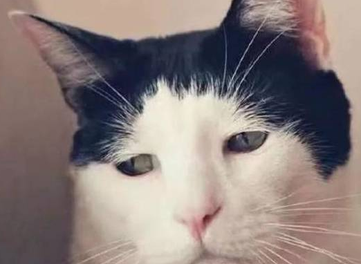 养猫是条不归路:一封来自铲屎官的反悔书,这猫不想养了 养猫是条不归路:一封来自铲屎官的反悔书,这猫不想养了