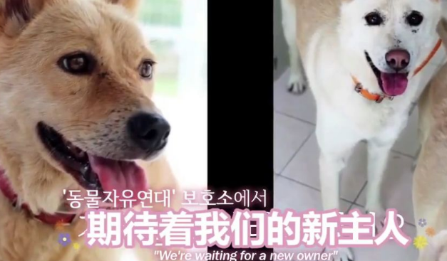 两只狗狗在水沟里等死,被救后却迟迟不肯离去,竟是因为… 两只狗狗在水沟里等死,被救后却迟迟不肯离去,竟是因为…