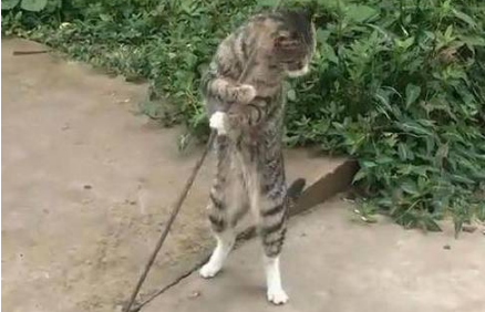 流浪猫抱着钢索不停扭动，路人觉得搞笑，网友道出原因后令人心疼