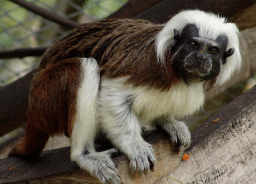 关于白须柽柳猴的简单介绍,来了解一下吧!