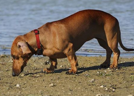 腊肠犬适合家养吗 腊肠犬适合家养吗