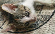 猫屁股流白水是怎么了