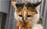 2个月猫吃虾的危害大吗