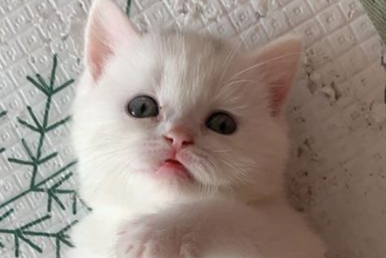 养猫需要准备什么东西