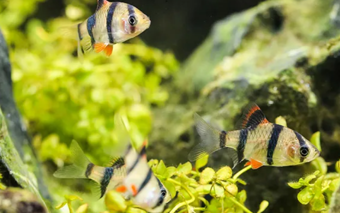 虎皮鱼开始产卵你就有的忙了