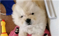 松狮犬几个月开始爆头过程