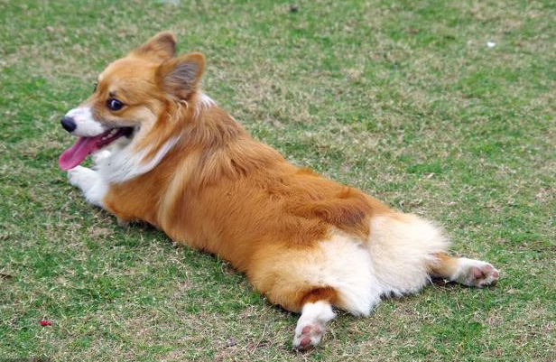 柯基犬怎么训练上厕所