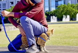 失明小橘猫虚弱躺车库前,好心屋主秒收编,全天候照料,如今! 失明小橘猫虚弱躺车库前,好心屋主秒收编,全天候照料,如今!