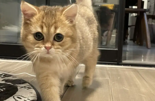 两个月大的小猫能吃虾仁吗 两个月大的小猫能吃虾仁吗