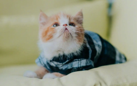 40天的小猫一天吃多少粒猫粮