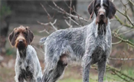 全网最详细的德国刚毛指示犬介绍手册，收藏一下吧！