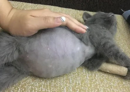 猫腹水打441要打多久才能治愈