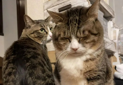 妹纸收养的猫有怪癖，每天叼玩偶去晒太阳，知道真相后令人泪目！