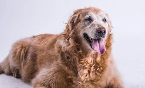 金毛犬多少钱一只幼崽