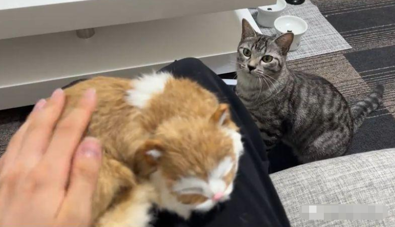 铲屎官公然摸“陌生猫”，原住民醋意大发竟做出这种事 ... 萌翻了！