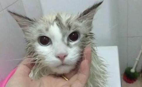 猫咪洗完澡一直打喷嚏怎么回事啊