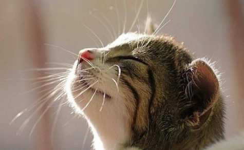 猫感冒打喷嚏吃什么药