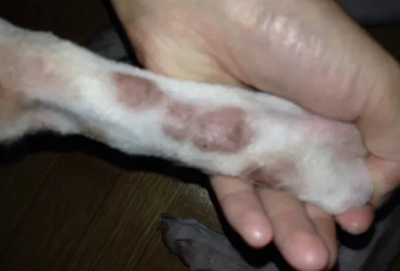 狗狗螨虫皮肤病症状是什么 狗狗螨虫皮肤病症状是什么