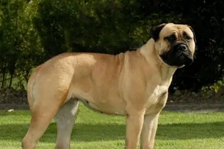 纯种马士提夫犬多少钱一只 纯种马士提夫犬多少钱一只
