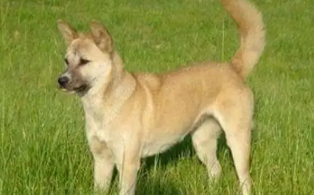 养中华田园犬的十大坏处