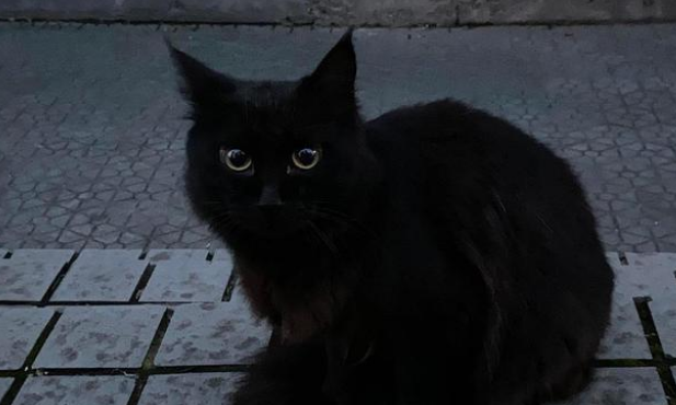 黑色波斯猫价格
