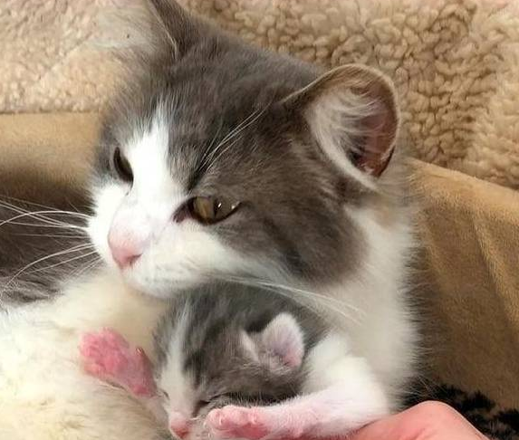 猫咪被主人养大，却因怀孕而被抛弃，失聪后的它没能保住2只小猫 