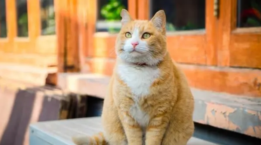 小奶猫前腿猫癣怎么治