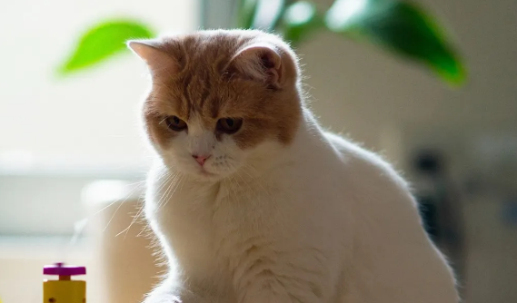 宠物猫身上有跳蚤怎么处理最好