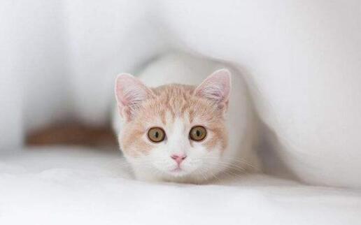 小猫咪有跳蚤怎么办用什么药 小猫咪有跳蚤怎么办用什么药